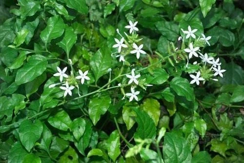 Hình ảnh cây bạch hoa xà đẹp trong không gian tự nhiên