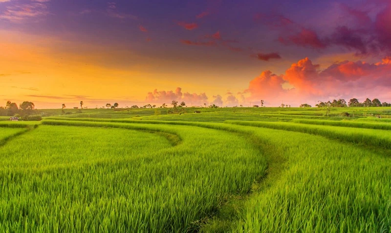 1 hecta bằng bao nhiêu mẫu trong hệ thống đo lường