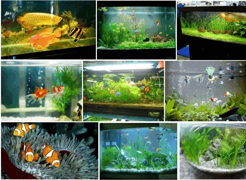 30 Cách trang trí nhà ngày Tết đơn giản, đẹp, ấn tượng nhất