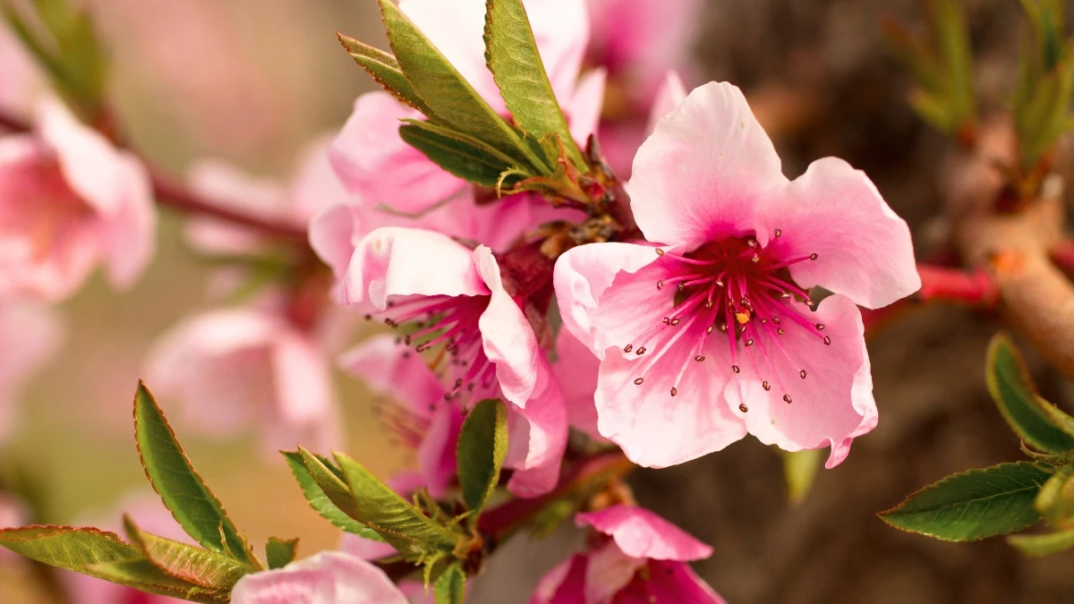 Khám Phá Tranh Vẽ Hoa Đào Trong Văn Hóa Á Đông