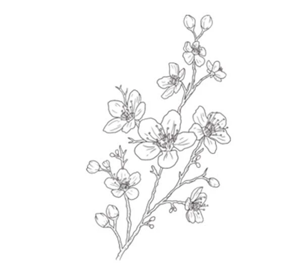 Khám phá vẻ đẹp tinh tế qua tranh tô màu hoa đào đẹp