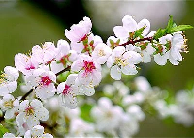 Thơ về mùa xuân và vẻ đẹp của thiên nhiên tươi mới