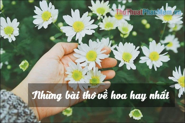 Ý Nghĩa Hoa Trong Thơ Về Tình Yêu và Cảm Xúc