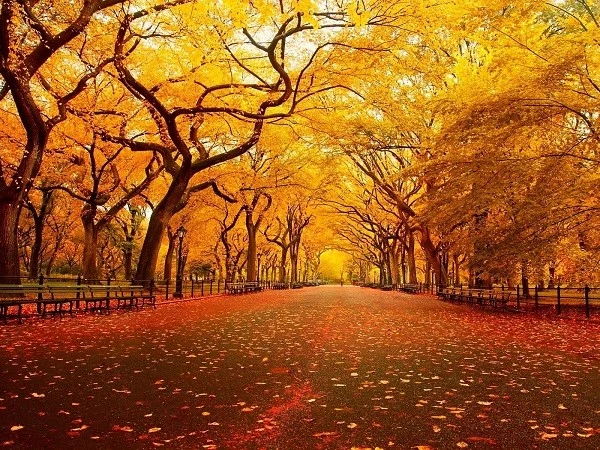 Thơ về mùa thu tình yêu và cảm xúc lắng đọng