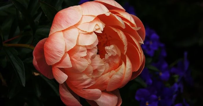 Thoát ế với hoa mẫu đơn hình nền tuyệt đẹp