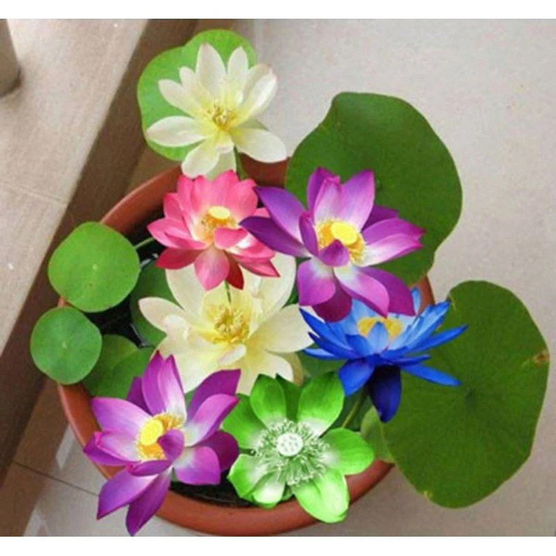 Sen Nhật Một Biểu Tượng Thanh Khiết Trong Không Gian Sống