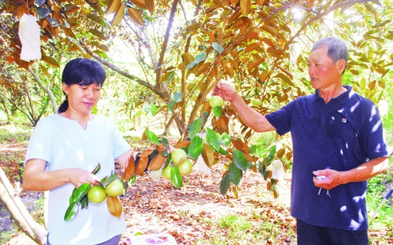 Thách thức phát triển cây ăn quả tại Việt Nam hiện nay