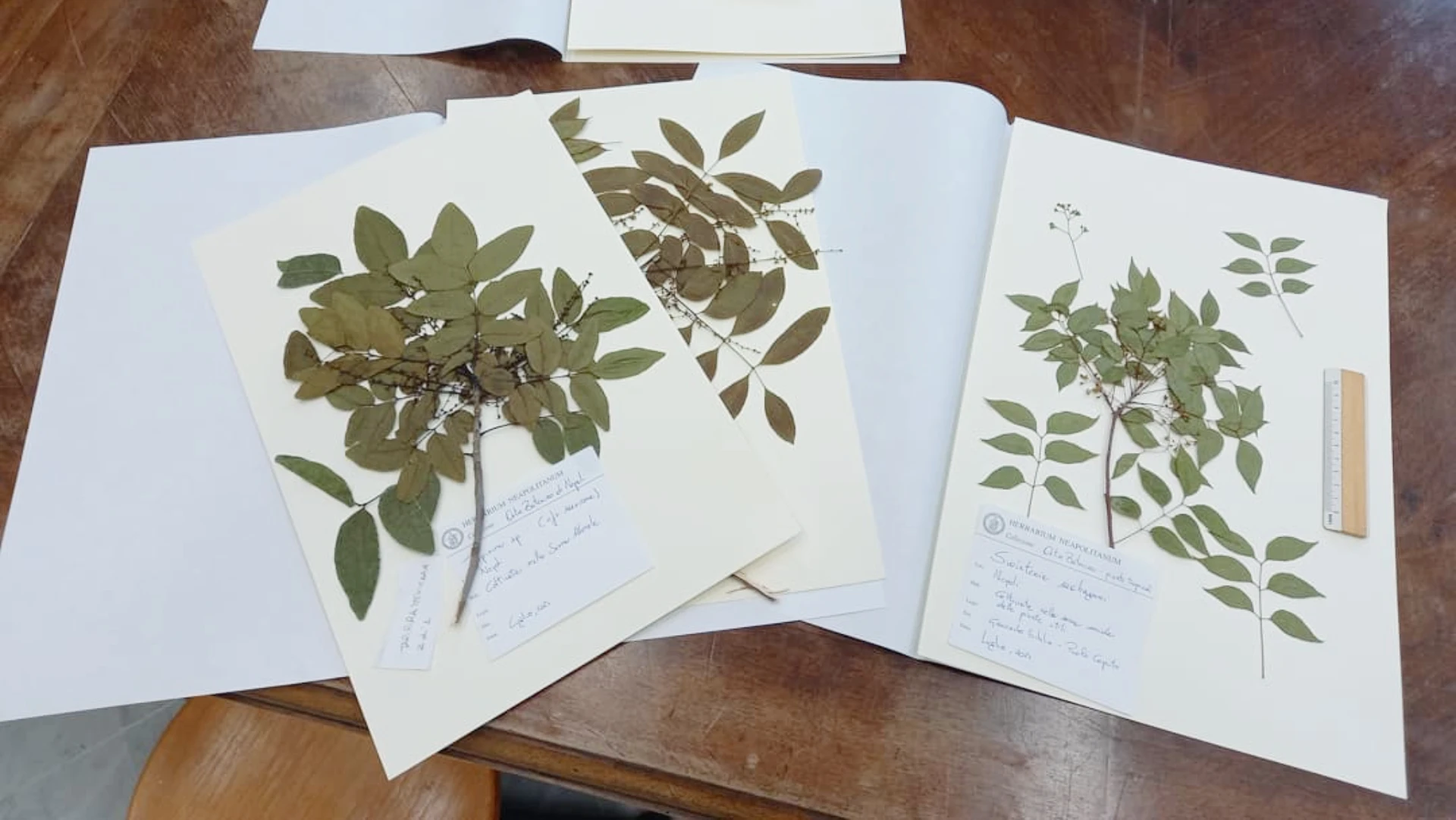 Cách ép lá khô nhanh trong 1 ngày hiệu quả