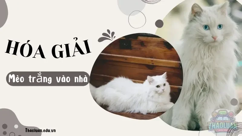 Cách hóa giải mèo trắng vào nhà hiệu quả nhất