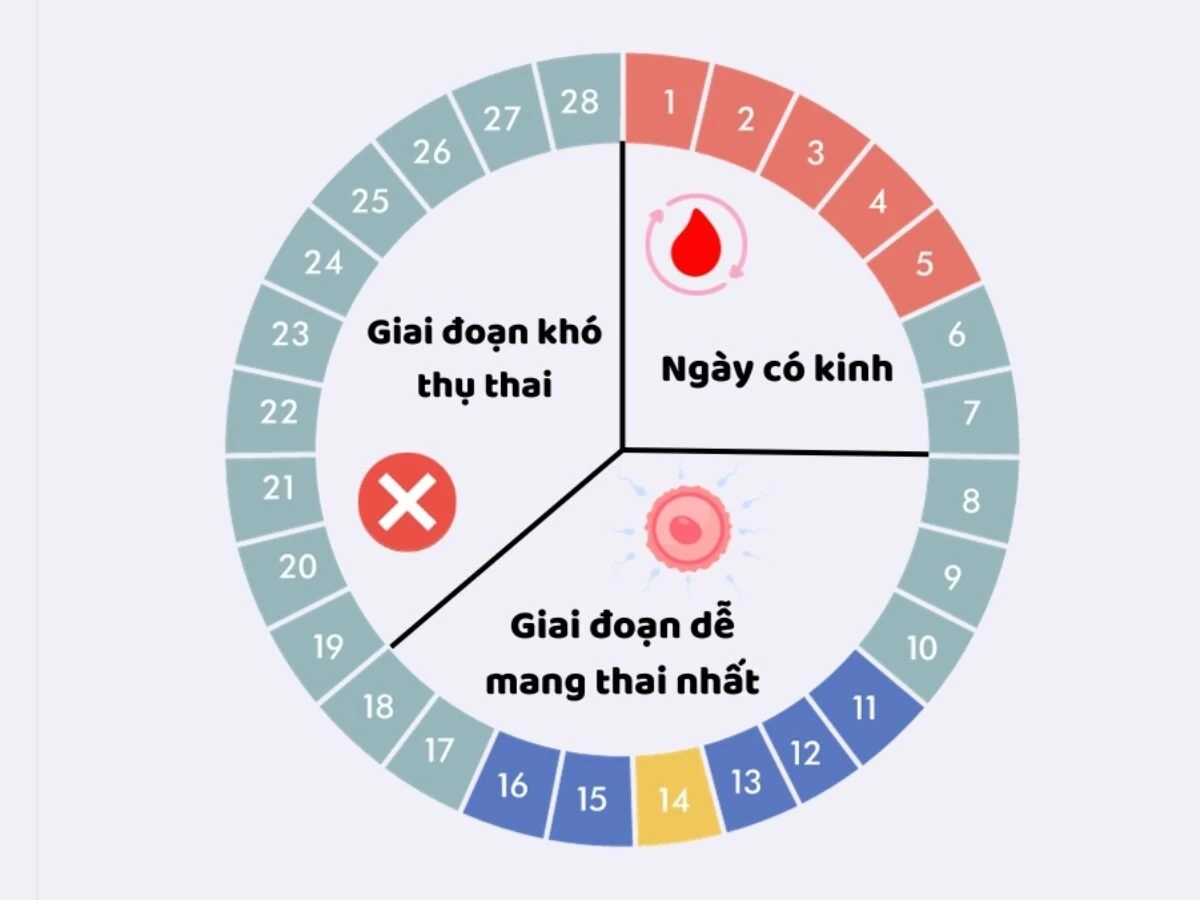 Chu kỳ là gì và vai trò của nó trong tự nhiên