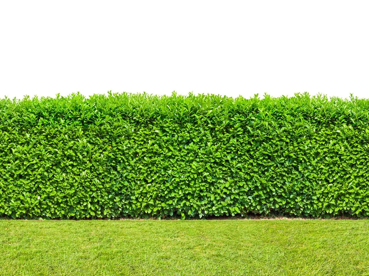 Ranh Giới Tự Nhiên và Vai Trò Của Hedge Trong Cảnh Quan