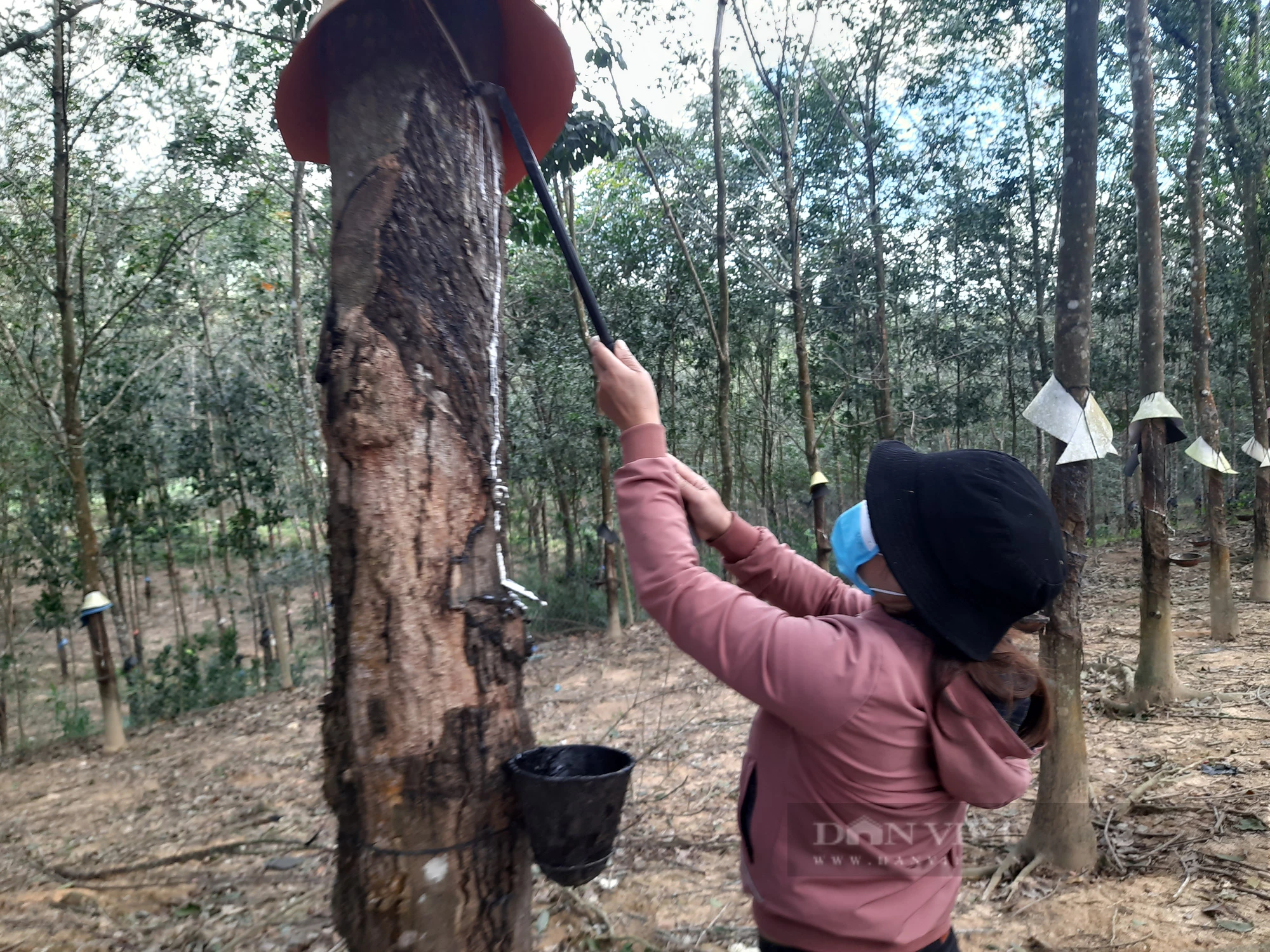 Biến động giá cao su tại vườn cuối năm 2023