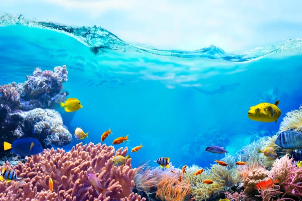 Khám Phá Đại Dương Xanh: Vẻ Đẹp Huyền Bí Của Biển Cả