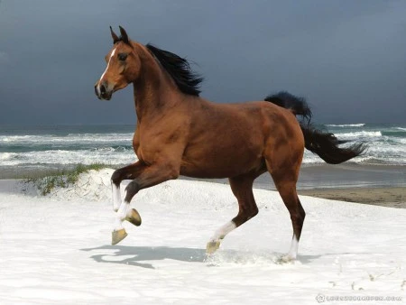 Khám Phá Sự Thú Vị Của Lo Kep Trong Dự Đoán Số