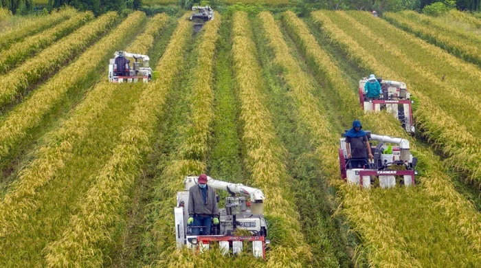 Trung Quốc Tăng Cường Sản Xuất Lương Thực Để Đảm Bảo An Ninh