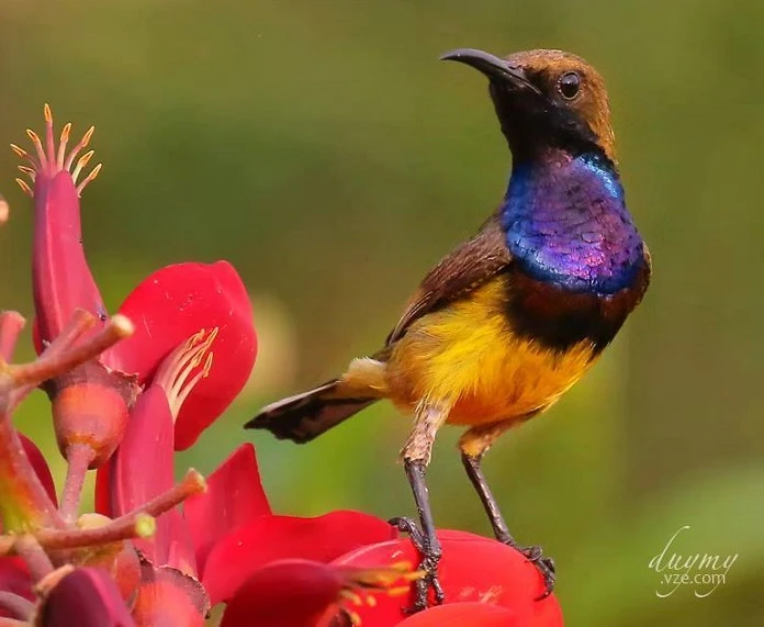 Khám Phá Đặc Điểm Nổi Bật Của Chim 5 Màu